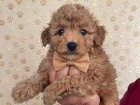 Aşılı Yavru Poodle