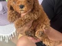 Orijinal poodle yavrular