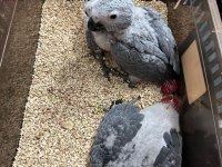2 aylık jako papağanı bebekler