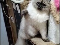 British Longhair Blue Point - Erkek Yavru Aslan