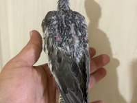 37 GÜNLÜK KONUŞTURMALIK GREY BEBEK SULTAN PAPAĞANI
