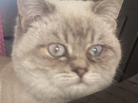 7 aylık erkek british shorthair yavruma yuva