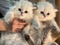 British longhair silver point mükemmel kızlar