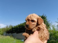 A kalite maltipoo yavruları