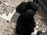 Black maltipoo
