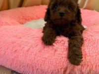 Toypoodle Yavrularımız