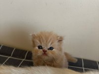 İRAN EGZOTİK YAVRUMUZ