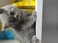 Kaliteli british shorthair yavrular dişi ve erkek mevcut