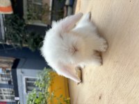 Hollanda Lop Tavşan Yavruları Gönderim Var