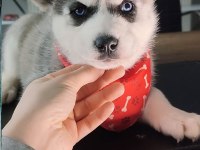 Asil husky yavrularımız sizlerle