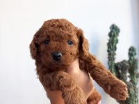 KORE KAN DİŞİ POODLE