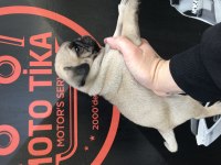 Üst düzey pug yavrularım mevcut iyisini beslemek isteyene