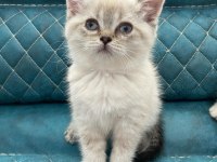 BRİTİSH SHORTHAİR BLUE POİNT