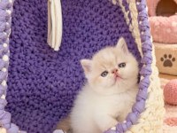 Safkan cream white exotic shorthair bebeğimiz