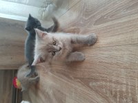 Erkek British Shorthair