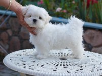 MALTİPOO DİLBER YENİ AİLESİNİ ARIYOR