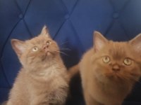British shorthair nadir cins cinnamon