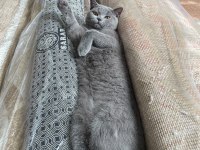 8 Aylık British Shorthair Erkeğimize Eş Arıyoruz