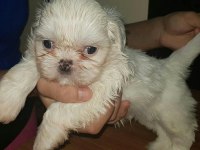 Maltese köpeği yavrular