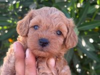 Sevgıyle Buyuyen Maltipoo Yavrularımız