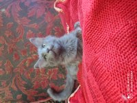 Güzeller güzeli bir kızınız olsun russian blue