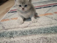 British shorthair kediler