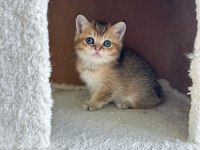 Sevimli Şirin Golden British Shorthair Yavrularımız