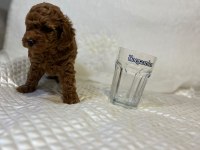 Orijinal toy poodle bebekler
