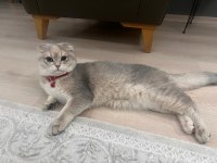 Scottish fold kedimiz şila sahiplendireceğiz