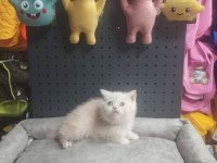 Üst Kalite British Shorthair Erkek