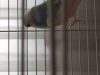 Gebzenin en uygun fiyatina muhabbet kuşu