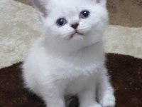 Pamuk Şekerlerim British Shorthair
