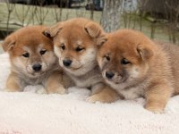 Petmode Köpek Çiftliğinden shiha_inu yavrularımız