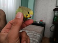 4 aylik Ele Alışmaya Uygun Yavru Muhabbet Kuşlar