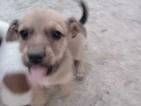Jack Russell × Pekinez yavruları