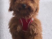 Poodle Tatlı Bıdık Aresim