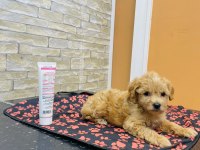 ORJİNAL MİNİ BOY MALTİPOO YAVRULAR