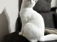 4 Aylık British Shorthair ODD EYE