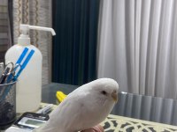 Konuşan Ele Kola Gelen İnsan Canlısı Kuşumuz