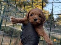 Red brown maltipoo yavrum