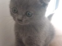 Scottish fold ve british yavrular
