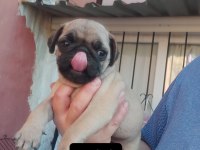 Pug Mops Bebekler