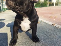 3 adet erkek french bulldog
