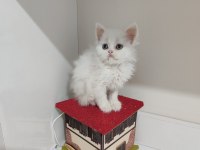 2 aylık dişi british longhair kedimi sahiplendiriyorum