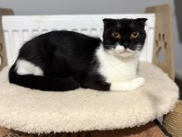 Scottish Fold Kedimiz Ücretsiz