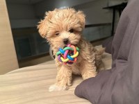 Kore Maltipoo