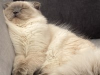 Blue point british longhair oğlumuza eş arıyoruz