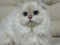 BİZE DANIŞMADAN YAVRU KEDİ SAHİPLENMEYİNİZ