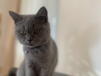 KEDİMİZ ACİL YUVA ARIYOR