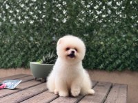 A Kalite Pomeranian Boo